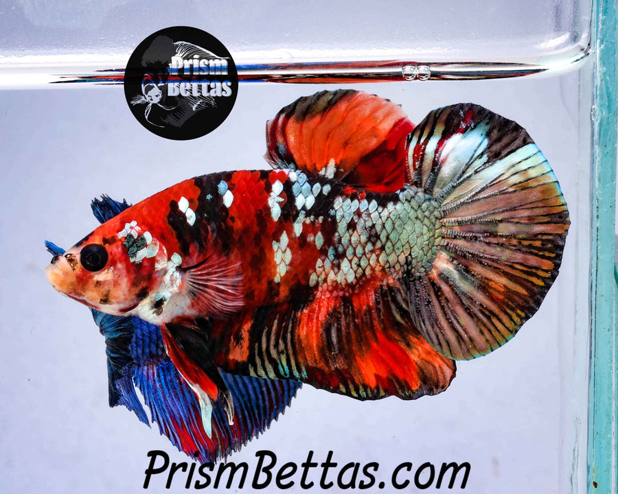 aquarium fish mystery box FREE Mystery Box Betta with a $100 purchase! – Prism Bettas