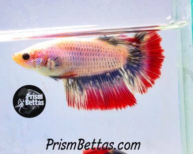 Red Grizzle Halfmoon Female