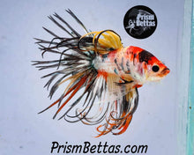 Load image into Gallery viewer, FREE Mystery Box Betta with a $100 purchase!