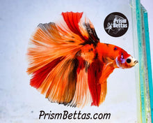 Load image into Gallery viewer, FREE Mystery Box Betta with a $100 purchase!