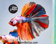 Load image into Gallery viewer, FREE Mystery Box Betta with a $100 purchase!