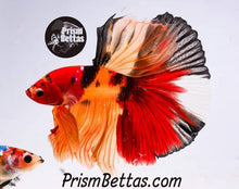 Load image into Gallery viewer, FREE Mystery Box Betta with a $100 purchase!