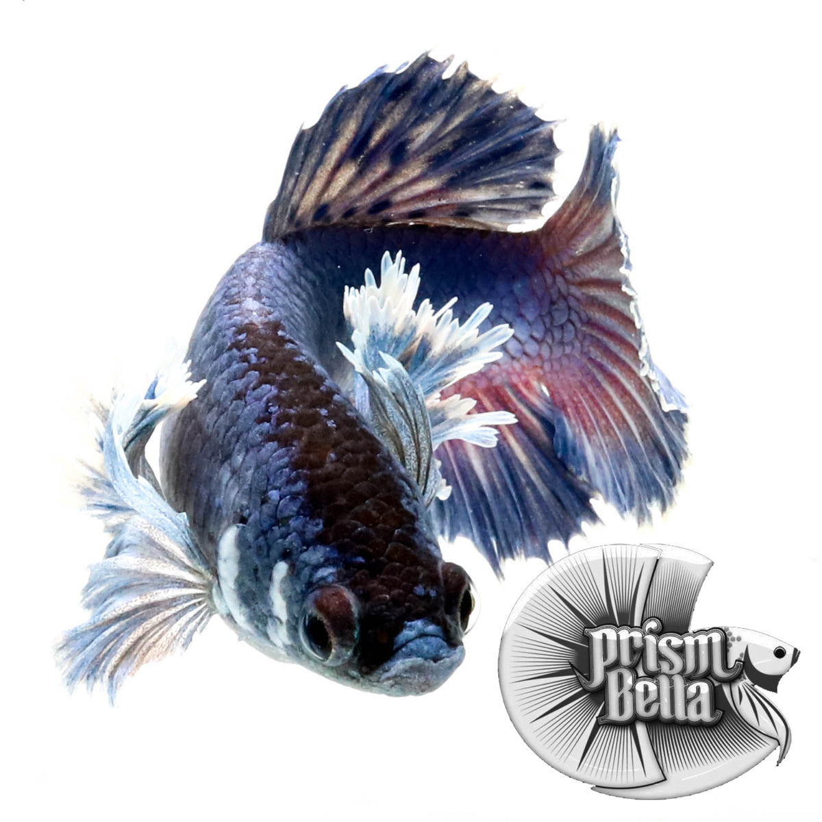 Prima Fish Females – Prism Bettas