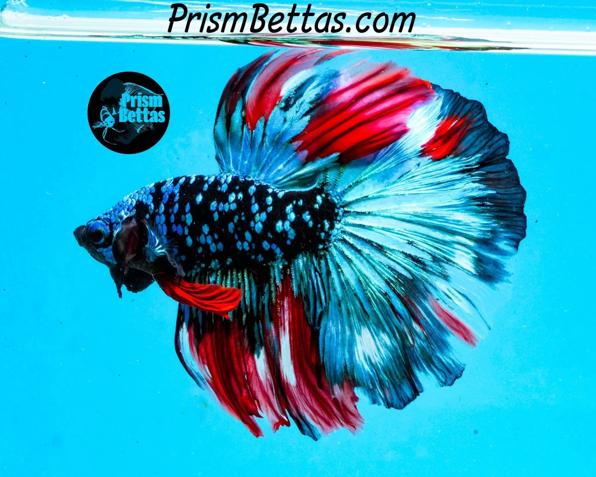 Ram Betta Bettas – Page 2 – Prism Bettas