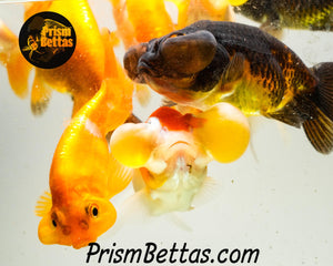 Bubble Eyed Goldfish Mystery Box *ships 6/24* *New photos coming soon*
