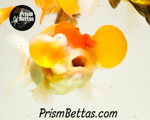 Bubble Eyed Goldfish Mystery Box *ships 6/24* *New photos coming soon*