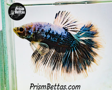 Green Orchid Marble Halfmoon Male