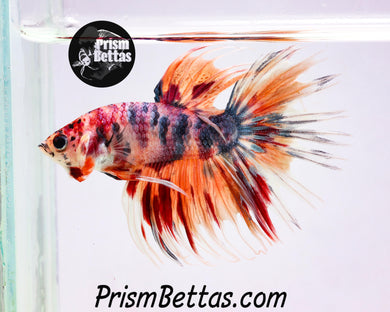 Candy Koi Crowntail Male
