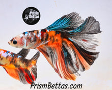 Load image into Gallery viewer, Candy Koi Halfmoon Male