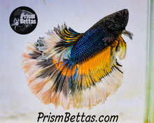 Load image into Gallery viewer, Mustard Gas Butterfly Rosetail Halfmoon Male