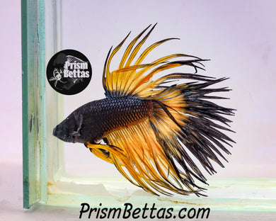 Yellow Chocolate Butterfly Crowntail Male