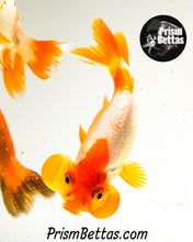 Load image into Gallery viewer, Bubble Eyed Goldfish Mystery Box