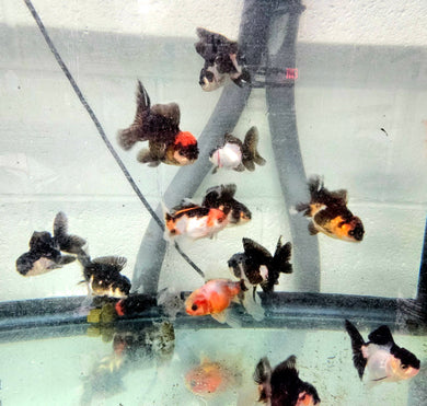 Mystery Box Premium Oranda ~2-2.5 inches (body only)