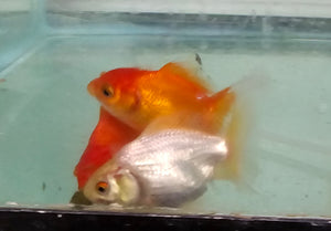 Mystery Box Oranda ~2-2.5+ inches (body only)