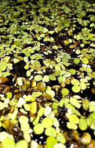 Salvinia (Water spangles)