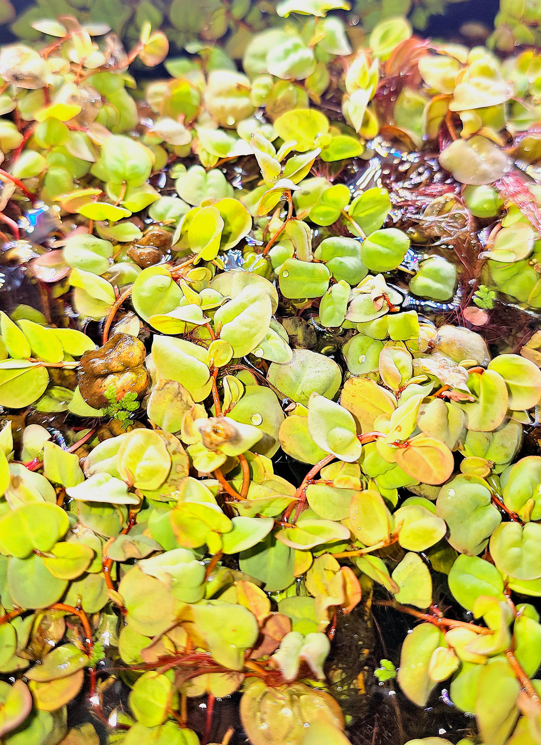 Red Root Floaters