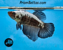 Load image into Gallery viewer, Black Dragon Halfmoon Female