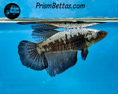 Black Dragon Halfmoon Female