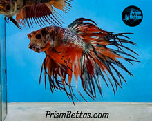 Load image into Gallery viewer, Candy Koi Crowntail Male