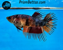 Load image into Gallery viewer, Candy Koi Crowntail Female