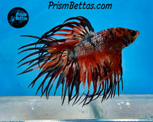 Load image into Gallery viewer, Candy Koi Crowntail Male