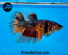 Load image into Gallery viewer, Candy Koi Crowntail Female