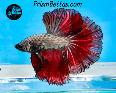 Red Copper Halfmoon Male