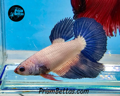 Blue Rim Marble Halfmoon Female