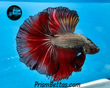 Load image into Gallery viewer, Red Copper Halfmoon Male