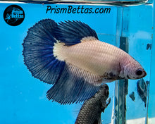 Load image into Gallery viewer, Blue Rim Marble Halfmoon Female