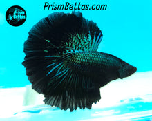 Load image into Gallery viewer, Green Orchid Halfmoon Male