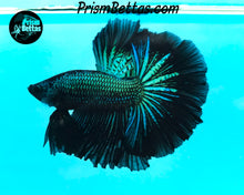 Load image into Gallery viewer, Green Orchid Halfmoon Male