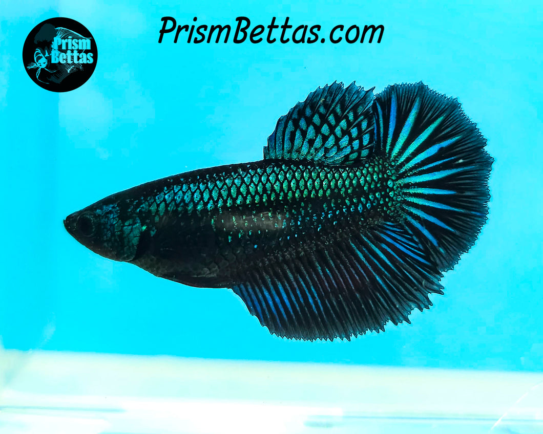 Green Orchid Halfmoon Female