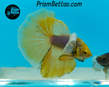 Load image into Gallery viewer, Purple Gas Dumbo Halfmoon Male
