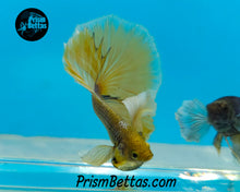 Load image into Gallery viewer, Purple Gas Dumbo Halfmoon Male