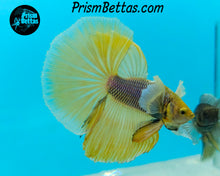 Load image into Gallery viewer, Purple Gas Dumbo Halfmoon Male