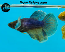 Load image into Gallery viewer, Purple Gas Dumbo Halfmoon Female