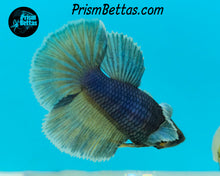 Load image into Gallery viewer, Purple Gas Dumbo Halfmoon Female