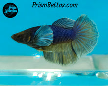 Load image into Gallery viewer, Purple Gas Dumbo Halfmoon Female