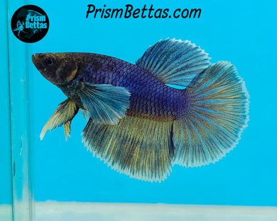 Purple Gas Dumbo Halfmoon Female