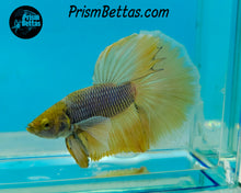 Load image into Gallery viewer, Purple Gas Dumbo Halfmoon Male