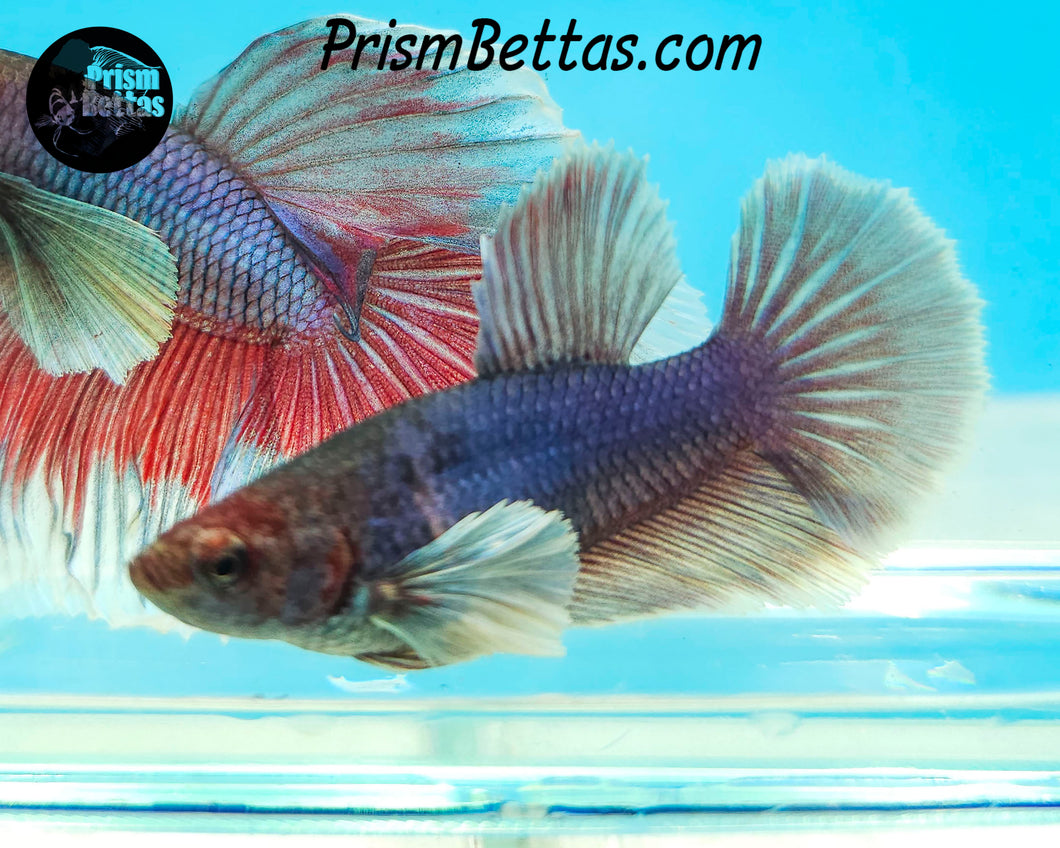 Purple Dumbo Halfmoon Female