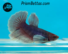 Load image into Gallery viewer, Purple Dumbo Halfmoon Female