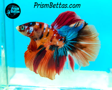 Candy Koi Halfmoon Male