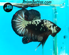 Load image into Gallery viewer, Black Galaxy Dragon Halfmoon Plakat Male