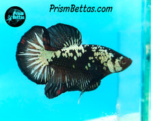 Load image into Gallery viewer, Black Galaxy Dragon Halfmoon Plakat Male