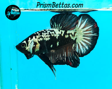Black Galaxy Dragon Halfmoon Plakat Male