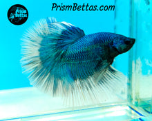 Load image into Gallery viewer, Turquoise Butterfly Halfmoon Male