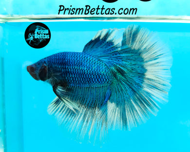 Turquoise Butterfly Halfmoon Male