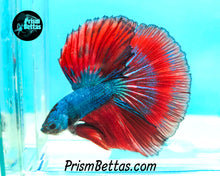 Load image into Gallery viewer, Blue Fire Halfmoon Male